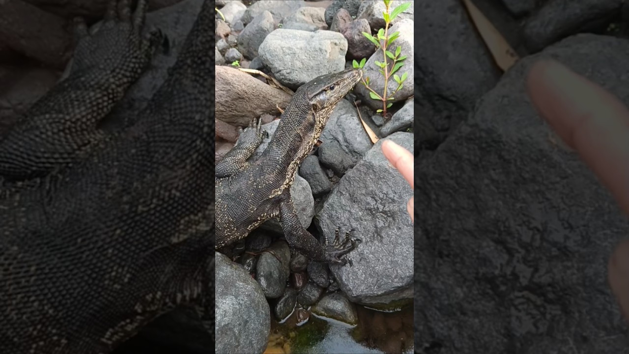 I THOUGHT ON THE BUCKET...- SNAKEHEAD FISH 