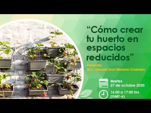 Video: Cuándo Se Puede Recolectar Ajo: Invierno Y Primavera, Términos Por Región