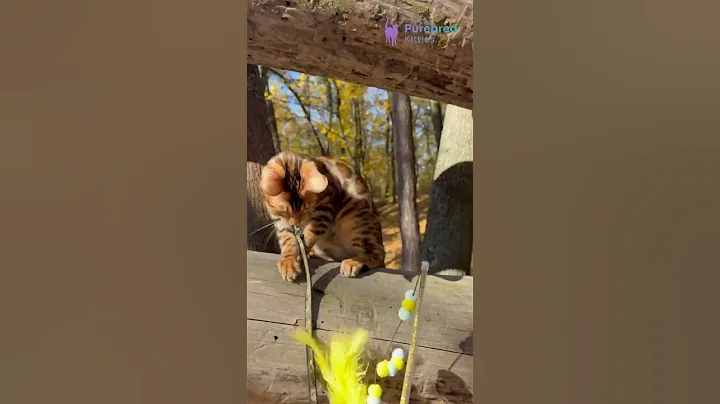 Video 11473111: bengal kitten, golden bengal, bengal boy, gold kitten