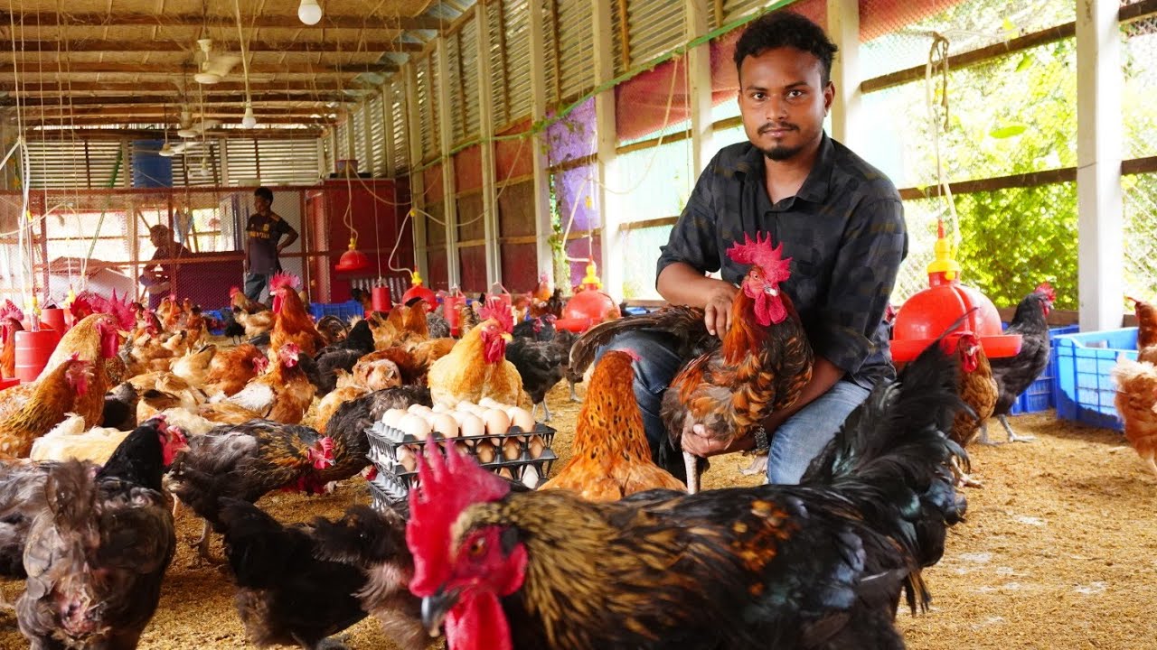 জামালপুরে ১৬ লক্ষ টাকা ব্যয়ে টাইগার মুরগীর বিশাল খামার || কত টাকা আয় হয় এই খামার থেকে ?
