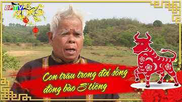 PHÓNG SỰ, ĐIỀU TRA | Con trâu trong đời sống đồng bào S