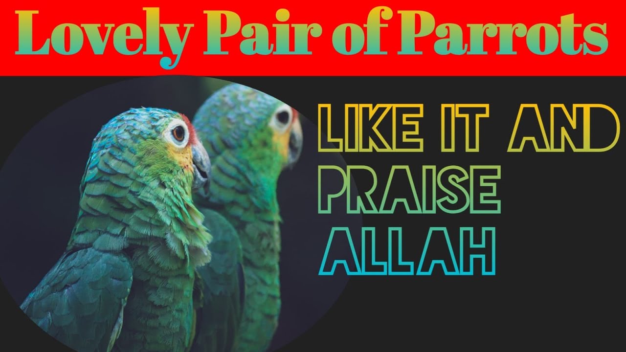 Parrots