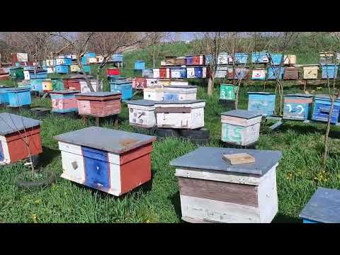 Первое расширение пчел!