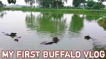my first buffalo Vlog 🐃 | my first village vlog | Anoop Vision vlogs