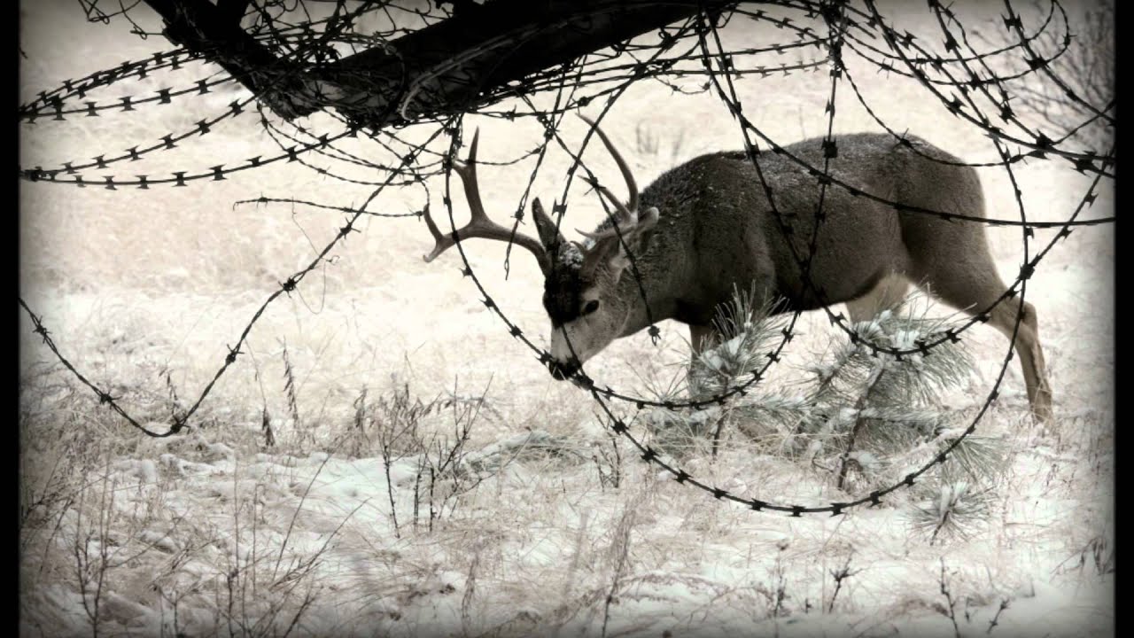 Calamateur - The Quiet in the Land (trailer)