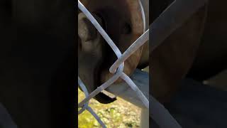 Chain Link Gate Wheel Bearing Failure #Chainlink #Fence #Repair