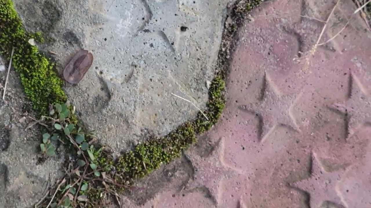 Observations in nature