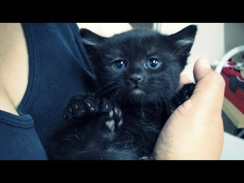 โปรดทบทวนอีกครั้ง ต่อความเชื่อเรื่องแมวดำ #Saveแมวดำ
