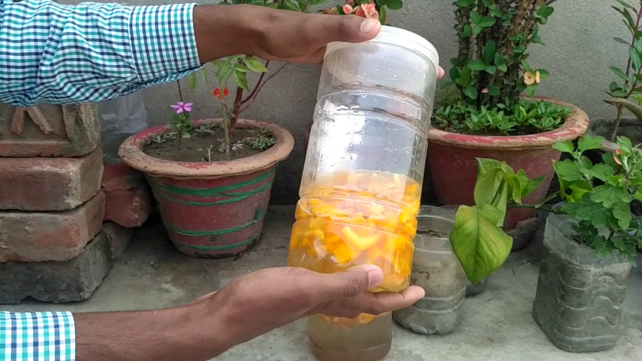 Orange Peel Fertilizer/Easy and Best Organic Fertilizer for Plants/Home