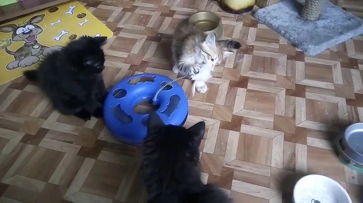 Watch the video about Black and golden siberian kittens