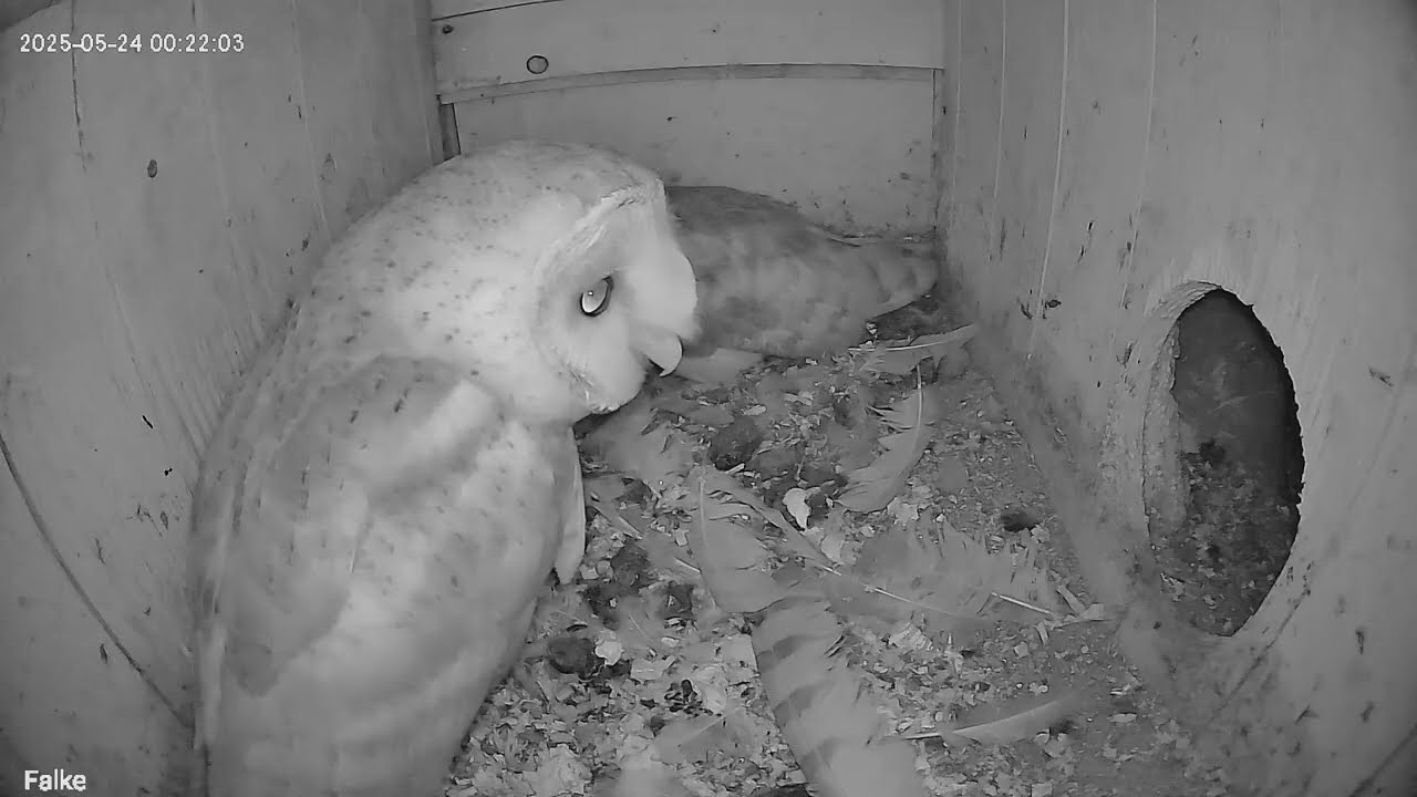 2025-05-24 Schleiereulen - Aktuell typische Szenen eines Bruttags in 8 Min. (Großfahner/Thüringen)