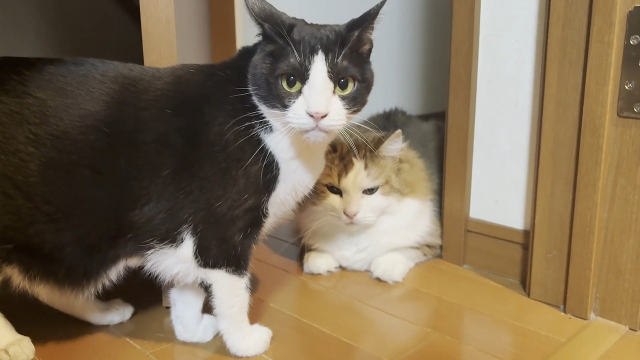 The Cat Family That Licks You All Over If You Join Their Group