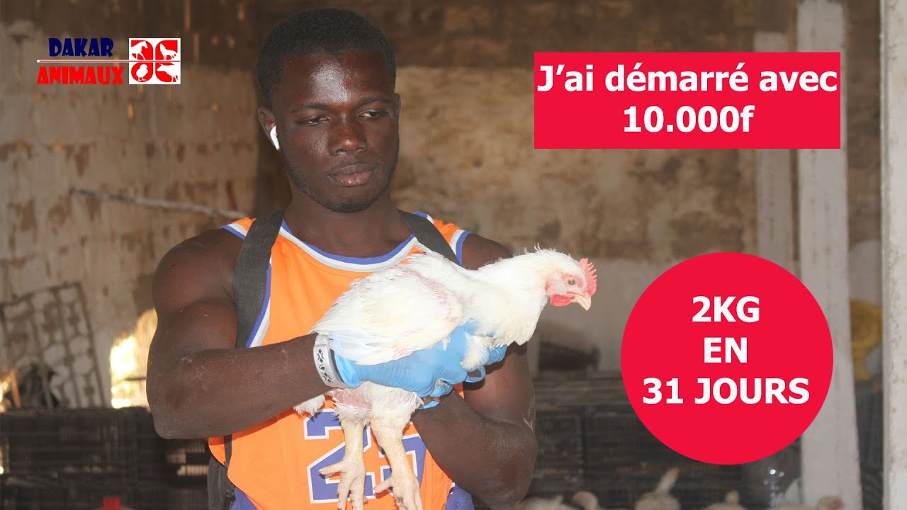 10.000f késsé laa yoroon, mais tay damay dougal plus de 500 sujets (aviculture)