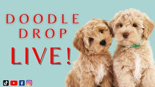 Doodle Drop LIVE | Verona Puppies! by Teddybear Goldendoodles by Smeraglia 370 views 2 months ago 17 minutes