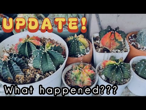 Update on Plants Given by @mama.donatv & @josephinebauyon