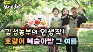 (경북 영천/351회) 호랑이 복숭아밭 품종만 27가지! 과일이 작품되는 과수원  KoreaTV, peach, farmer, country life