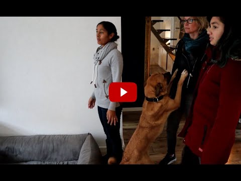 Video: Hoe ik mijn hond ontmoette