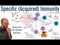 Specific adaptive immunity  humoral and cellmediated responses