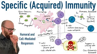 Specific (Adaptive) Immunity | Humoral and CellMediated Responses