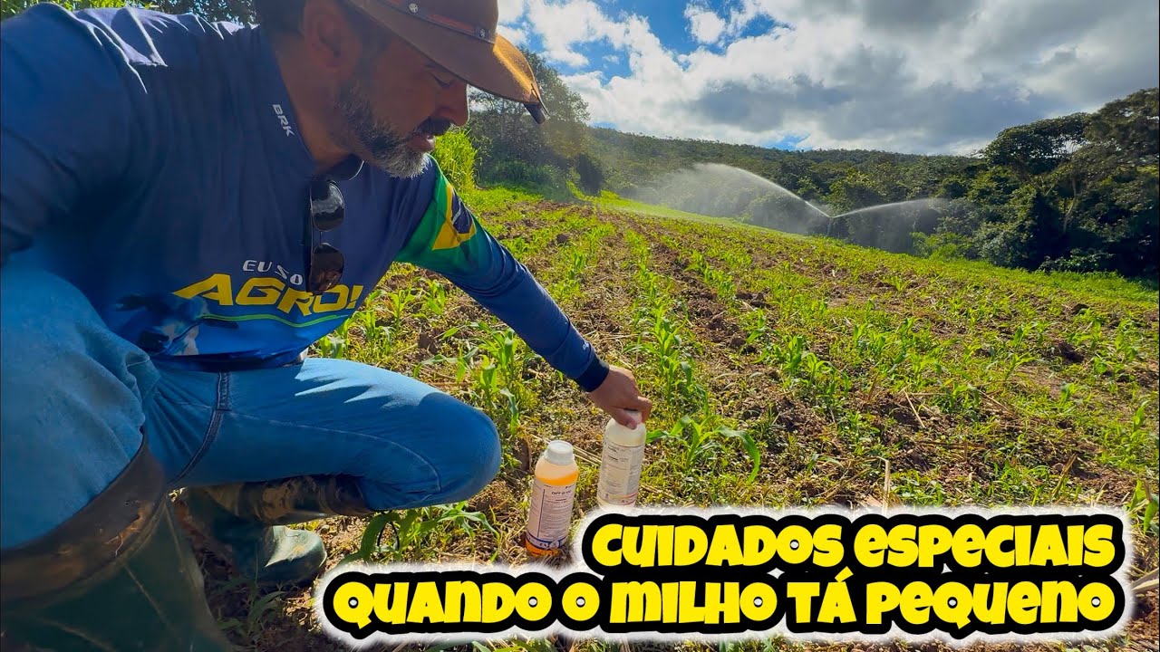O QUE FAZER QUANDO A LAVOURA DE MILHO TÁ NESSA FASE DE DESENVOLVIMENTO 