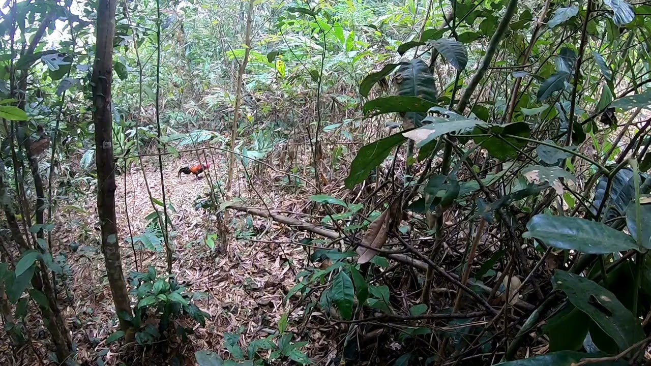 Bẫy gà rừng miền Bắc 30-1-2026 (dib qaib 2026)