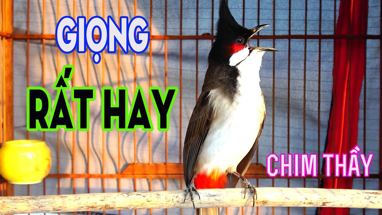 Chào Mào Hót Hay | Luyện Giọng Và Kích Bổi  Tuyệt Vời | chào mào hót đấu 2