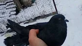 Николаевские голуби Вадима
