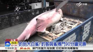 真的釣到大白鯊! 釣客釣起130KG鯊魚│中視新聞20160303