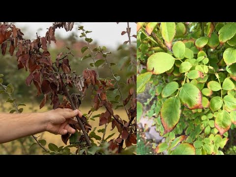 لماذا تحترق اوراق الاشجار والنباتات وكيف نعالجها