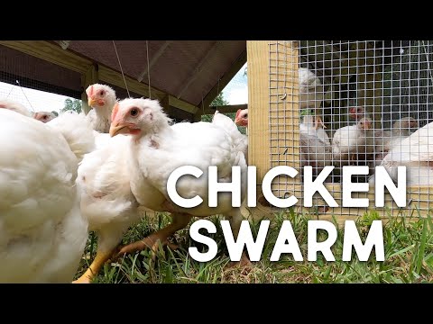 Chicken Swarm