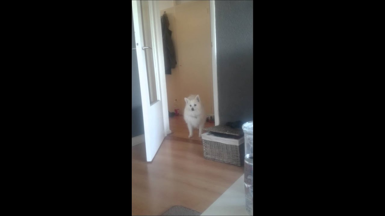 Dog scared of door FUNNY CLIP YouTube