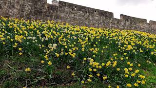 Daffodil Dash | ASMR Run | York England UK 4K