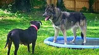 Dopamine fix as our Wolfdog and Staffy mix enjoy their doggy pool! #cute #water #dog #nature #lol