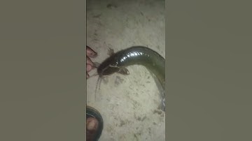 Machhali Kahan Milegi Generated using YouTools https://play.google.com/store/apps/details?id=com