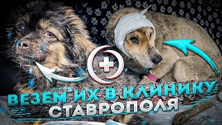 Тимошку и Тайфуна везем в Ставрополь.Папа собрал огромный дом для кошек😍.