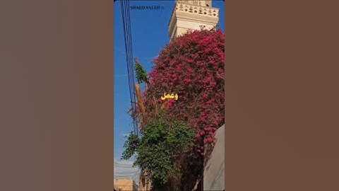 تلاوة خاشعة ومؤثرة مين يعرف اسم القارئ يكتب فى الكومنتات