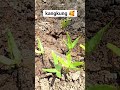 menanam kangkung #sunset #chill #sunrise #menanamdirumah #kangkung