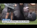 PETA protests Loomis Brothers Circus over elephant’s welfare