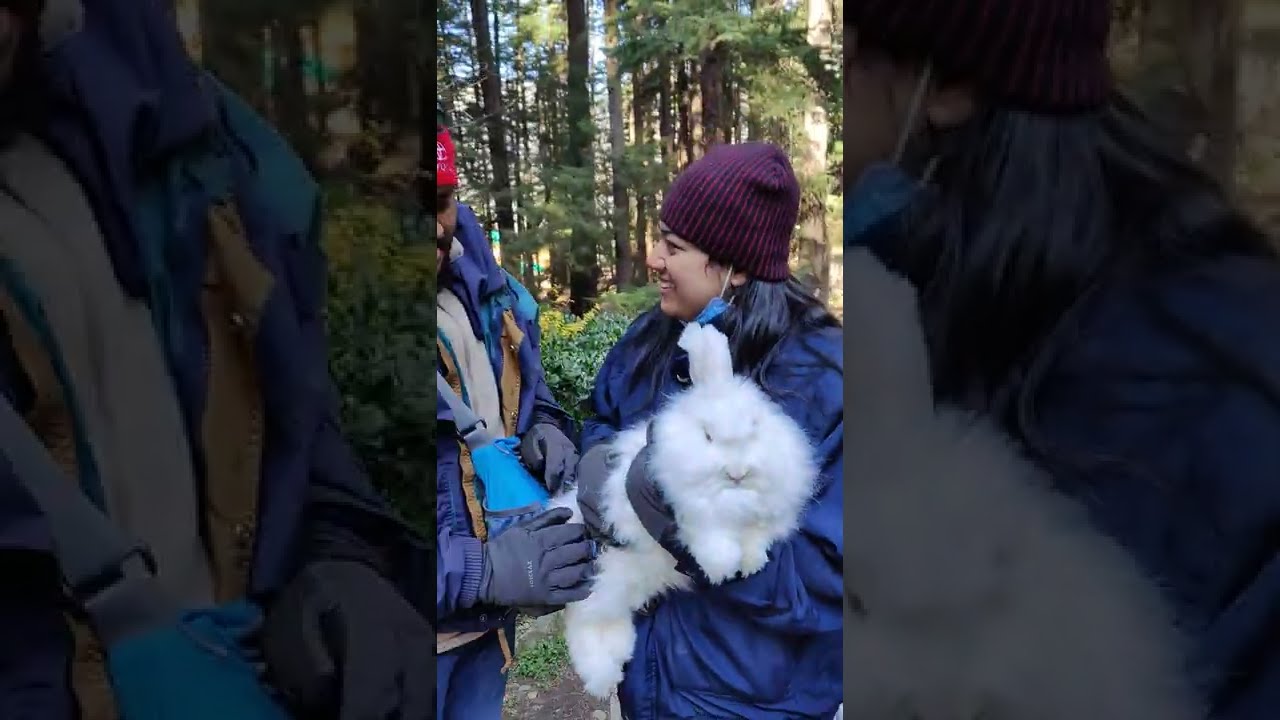 Manali rabbit at Hadimba Devi Temple