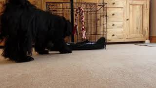 Tibetan Terrier Tricks Pebbles. Night Night