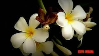 Sawo Gletak - gending banyumasan versi jaranan bayer club