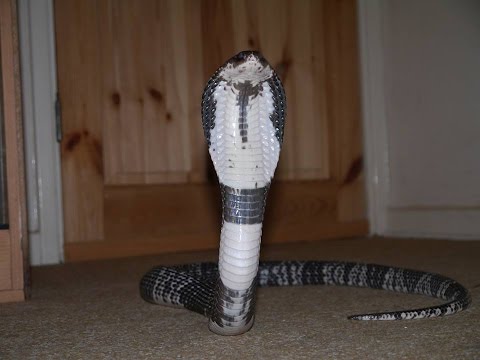 Angry Spitting Cobra