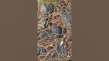 Tác dụng thần kỳ của Cây Hoàng Kỳ Nam