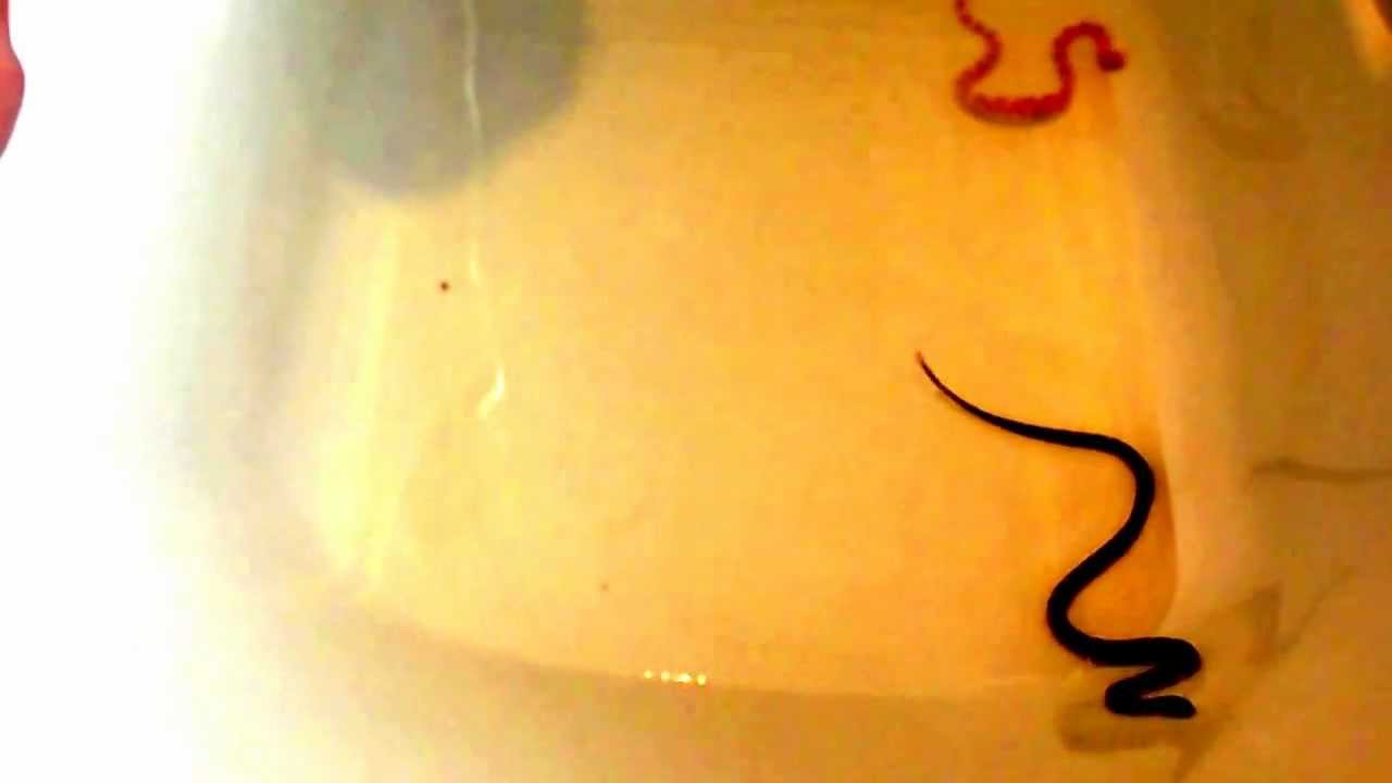 camera iphone 8 plus apk Monroe & medusa in the bath :')