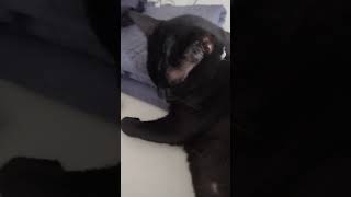 recuerdo de Coraline 2 de abril de 2026