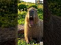 動物たちの爆笑あくび集 😴😂 10