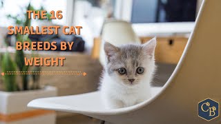 The 16 Smallest Cat Breeds by weight by Cat Breeds 120 views 2 years ago 2 minutes, 18 seconds