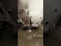 River Journey: The First Days of Life for a Wild Baby Otter