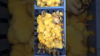 Кот балдеет в ящике с цыплятами