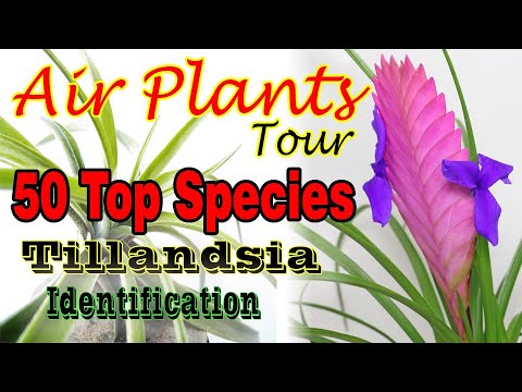 50 TOP AIR PLANT-TILLANDSIA SPECIES NAME IDENTIFICATION.